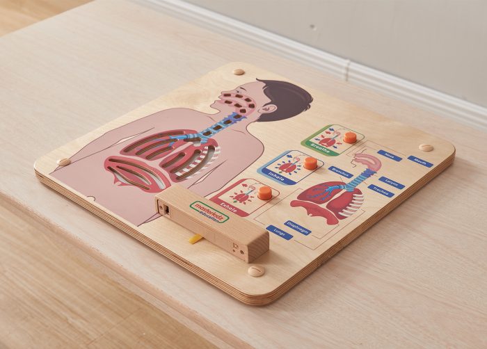 Respiratory System Human Body Board | Kids Interactive Science Learning STEM Toy