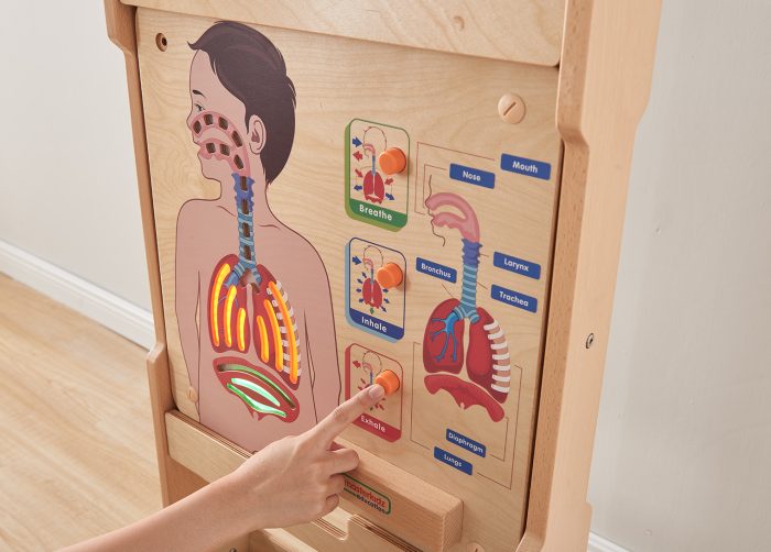Respiratory System Human Body Board | Kids Interactive Science Learning STEM Toy
