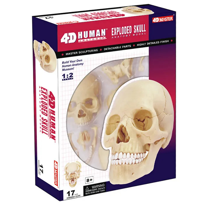 4D MASTER Skull Model | 17 Pieces Educational Anatomy Puzzle STEM Learning Toy