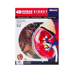4D Vision Kidney Model Human Anatomy | 13 Pcs Educational STEM Biology Learning Toy