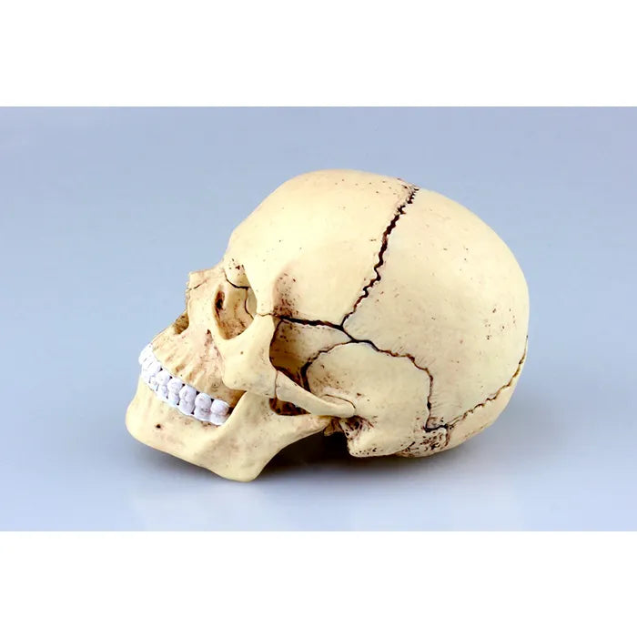 4D MASTER Skull Model | 17 Pieces Educational Anatomy Puzzle STEM Learning Toy