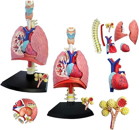 4D Human Respiratory System Model | Educational Biology STEM Anatomy Learning Toy
