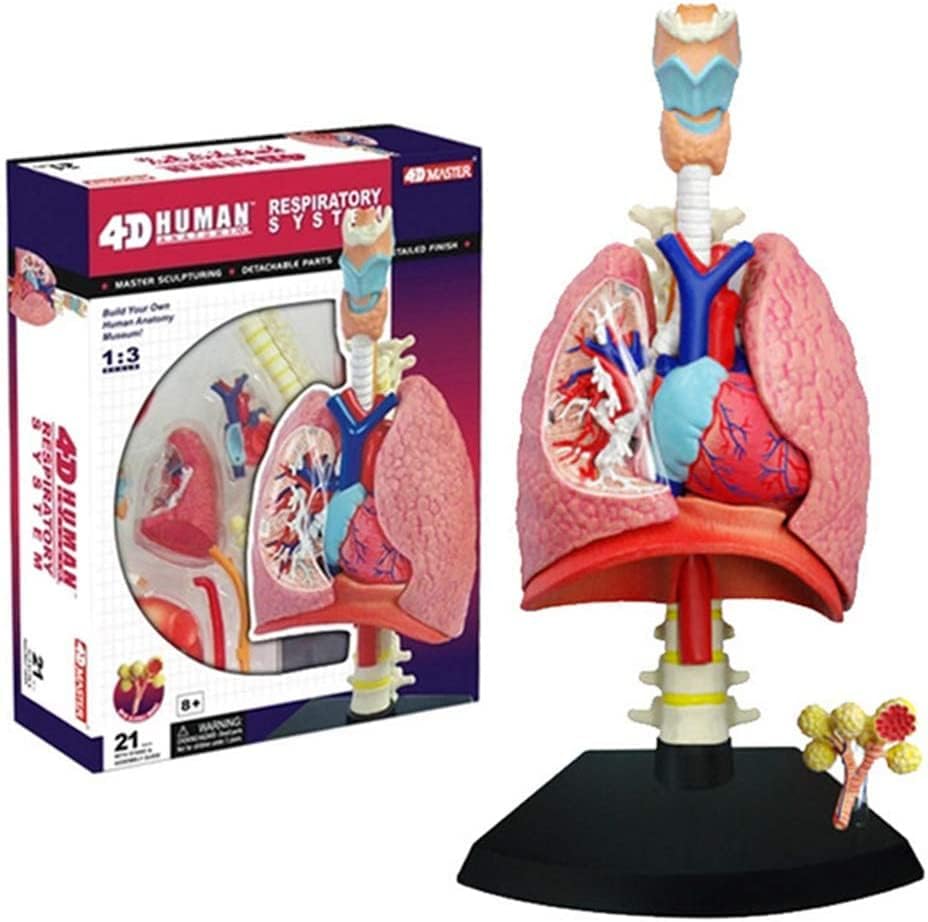 4D Human Respiratory System Model | Educational Biology STEM Anatomy Learning Toy