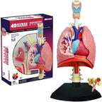 4D Human Respiratory System Model | Educational Biology STEM Anatomy Learning Toy