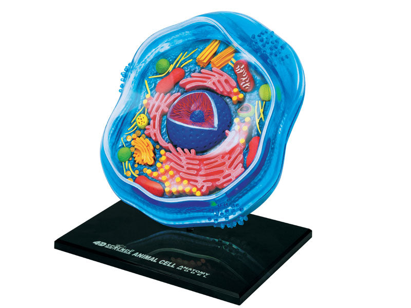 4D Vision Animal Cell Anatomy Model | 24 Pcs Educational STEM Biology Puzzle Toy