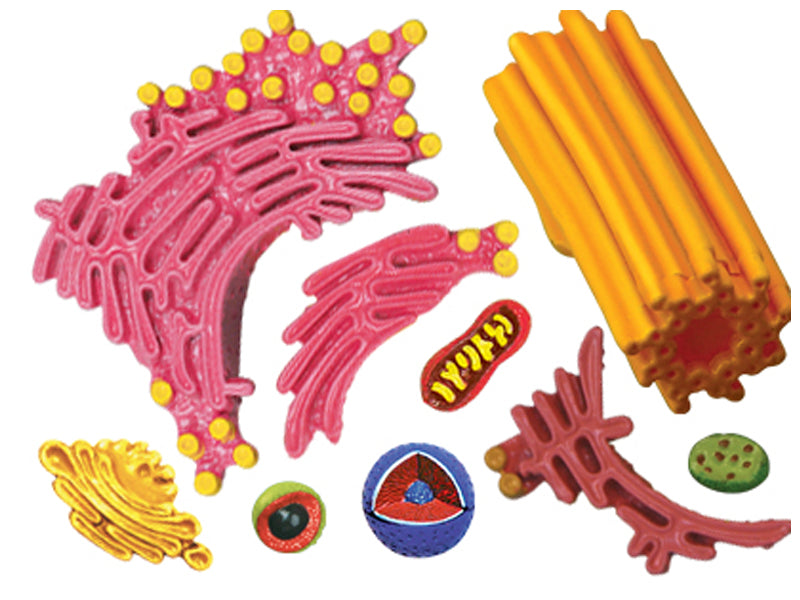 4D Vision Animal Cell Anatomy Model | 24 Pcs Educational STEM Biology Puzzle Toy