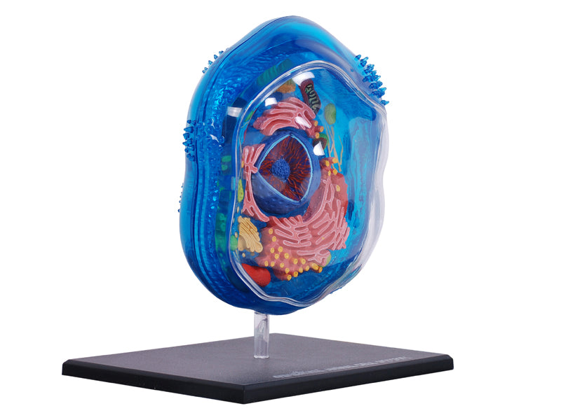 4D Vision Animal Cell Anatomy Model | 24 Pcs Educational STEM Biology Puzzle Toy
