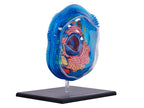 4D Vision Animal Cell Anatomy Model | 24 Pcs Educational STEM Biology Puzzle Toy