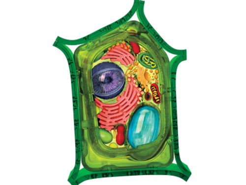 4D Vision Plant Cell Anatomy Model | 26 Pcs Educational STEM Biology Puzzle Toy