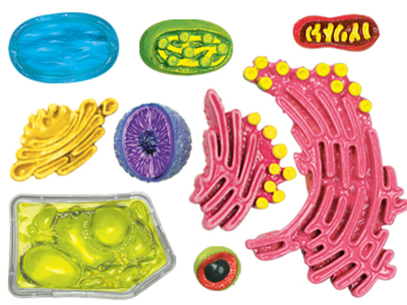 4D Vision Plant Cell Anatomy Model | 26 Pcs Educational STEM Biology Puzzle Toy