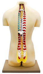 Human Male & Female Torso Model 52 Parts | Anatomy Educational Science Model