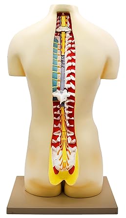 Human Male & Female Torso Model 52 Parts | Anatomy Educational Science Model