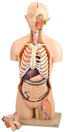 Human Male & Female Torso Model 52 Parts | Anatomy Educational Science Model