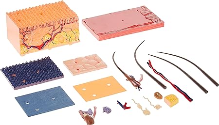 4D Vision Human Skin Model | 12 Pcs Educational STEM Anatomy Learning Toy