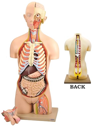 Human Male & Female Torso Model 52 Parts | Anatomy Educational Science Model