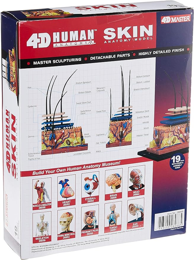 4D Vision Human Skin Model | 12 Pcs Educational STEM Anatomy Learning Toy