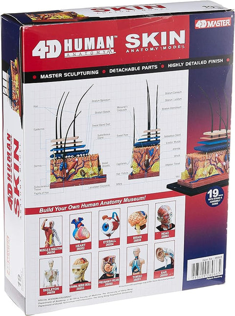 4D Vision Human Skin Model