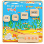 Light-Up Fish Life Cycle Stages Panel | Kids Educational Science Learning Board