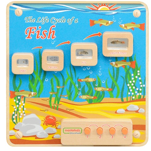 Light-Up Fish Life Cycle Stages Panel | Kids Educational Science Learning Board