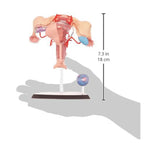 4D Female Reproductive Human Anatomy Model | Educational Science STEM Biology Learning Toy