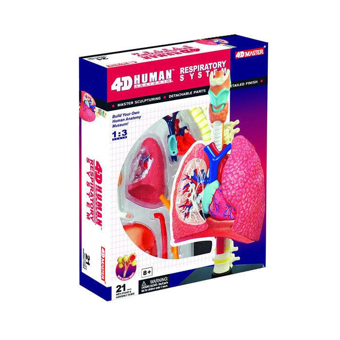4D Human Respiratory System Model | Educational Biology STEM Anatomy Learning Toy