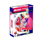 4D Human Respiratory System Model | Educational Biology STEM Anatomy Learning Toy