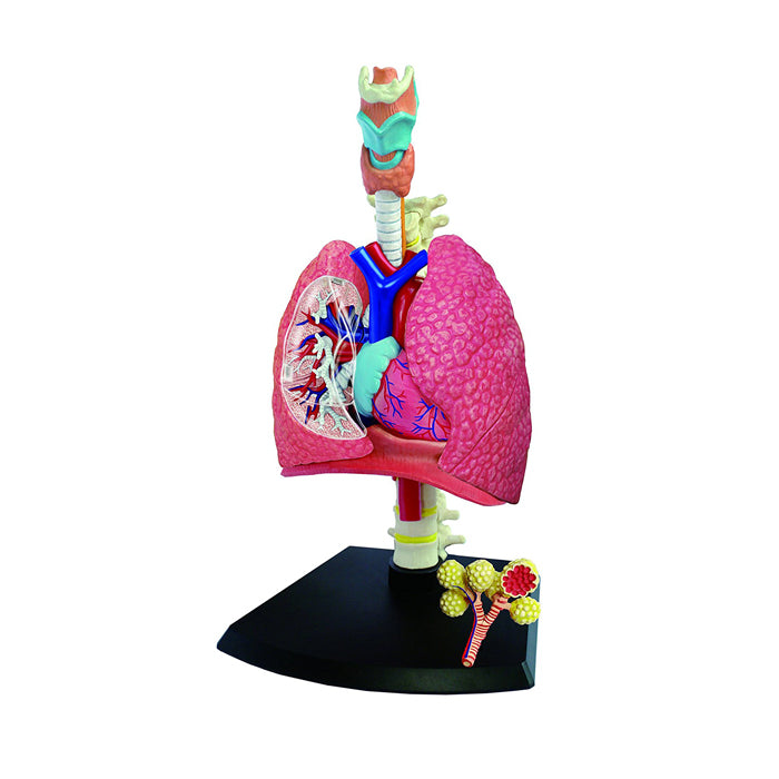4D Human Respiratory System Model | Educational Biology STEM Anatomy Learning Toy