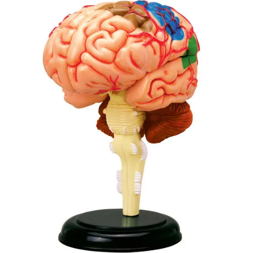 4D Human Brain Anatomy Model | 32 Pcs Educational STEM Medical Learning Toy