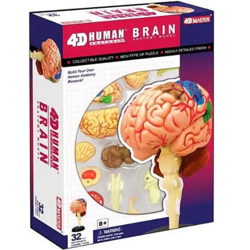 4D Human Brain Anatomy Model | 32 Pcs Educational STEM Medical Learning Toy