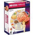 4D Human Brain Anatomy Model | 32 Pcs Educational STEM Medical Learning Toy