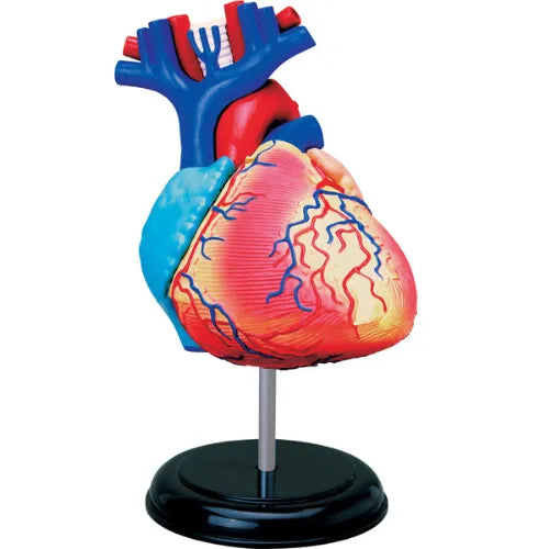 4D Human Heart Anatomy Model | 31 Parts Educational STEM Biology Puzzle Toy