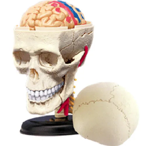4D Human Cranial Nerve Skull Anatomy Model | 39 Parts Medical STEM Educational Puzzle Toy