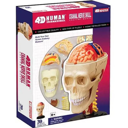 4D Human Cranial Nerve Skull Anatomy Model | 39 Parts Medical STEM Educational Puzzle Toy