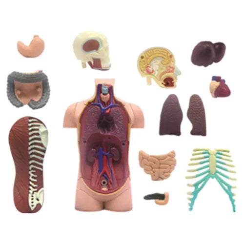 4D Vision Human Torso Anatomy Model | 32 Detachable Parts STEM Biology Learning Toy