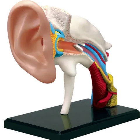 4D Human Ear Anatomy Model