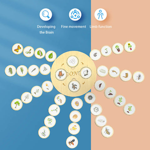 Life Cycle Puzzle Board
