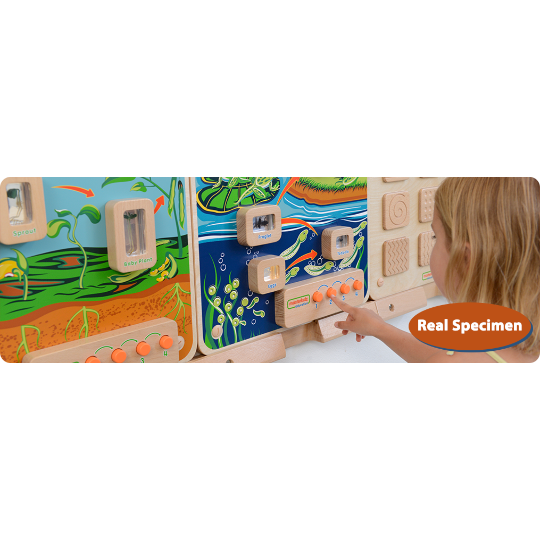 Light-Up Plant Life Cycle Stages Panel | STEM Biology Educational Learning Board for Kids