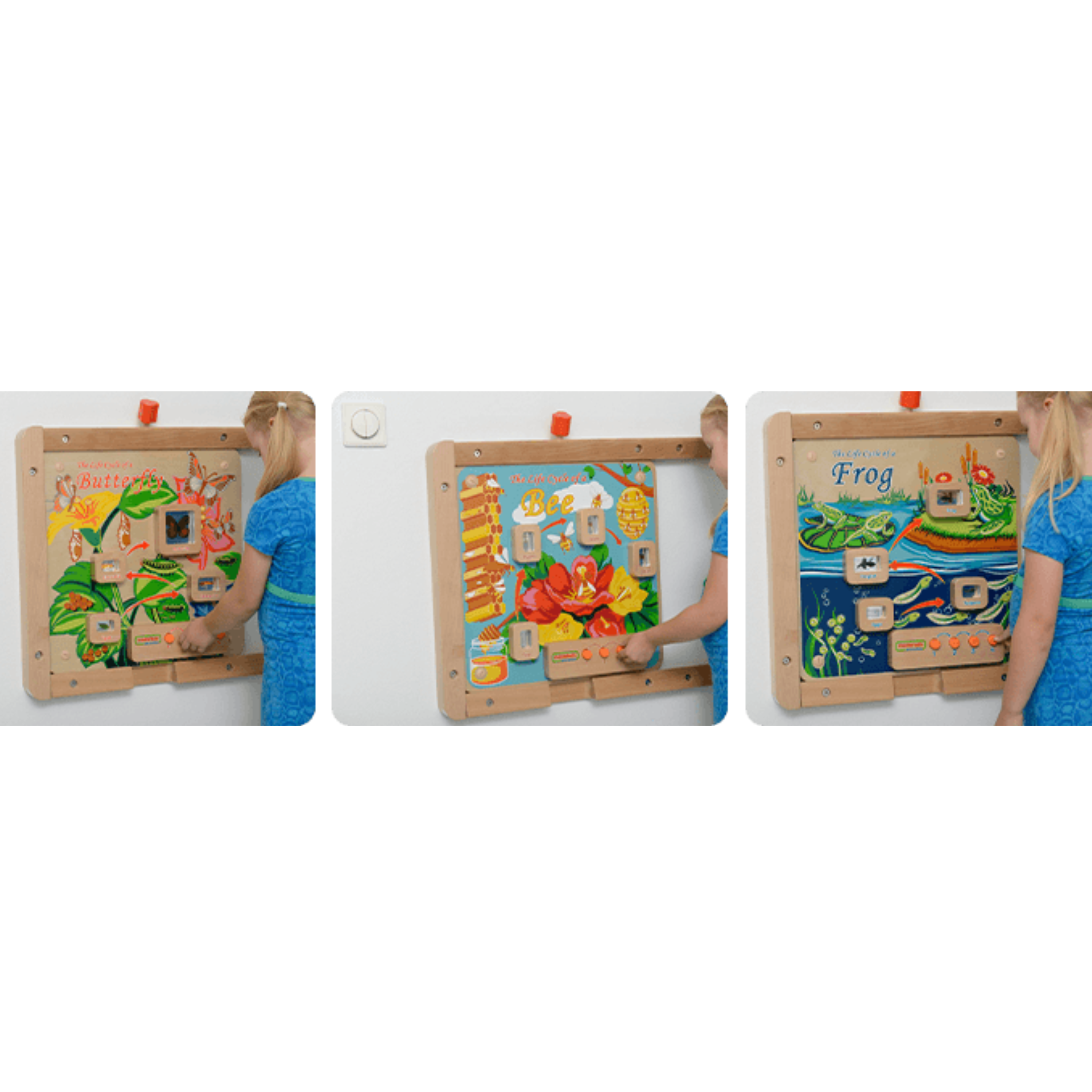 Light-Up Plant Life Cycle Stages Panel | STEM Biology Educational Learning Board for Kids