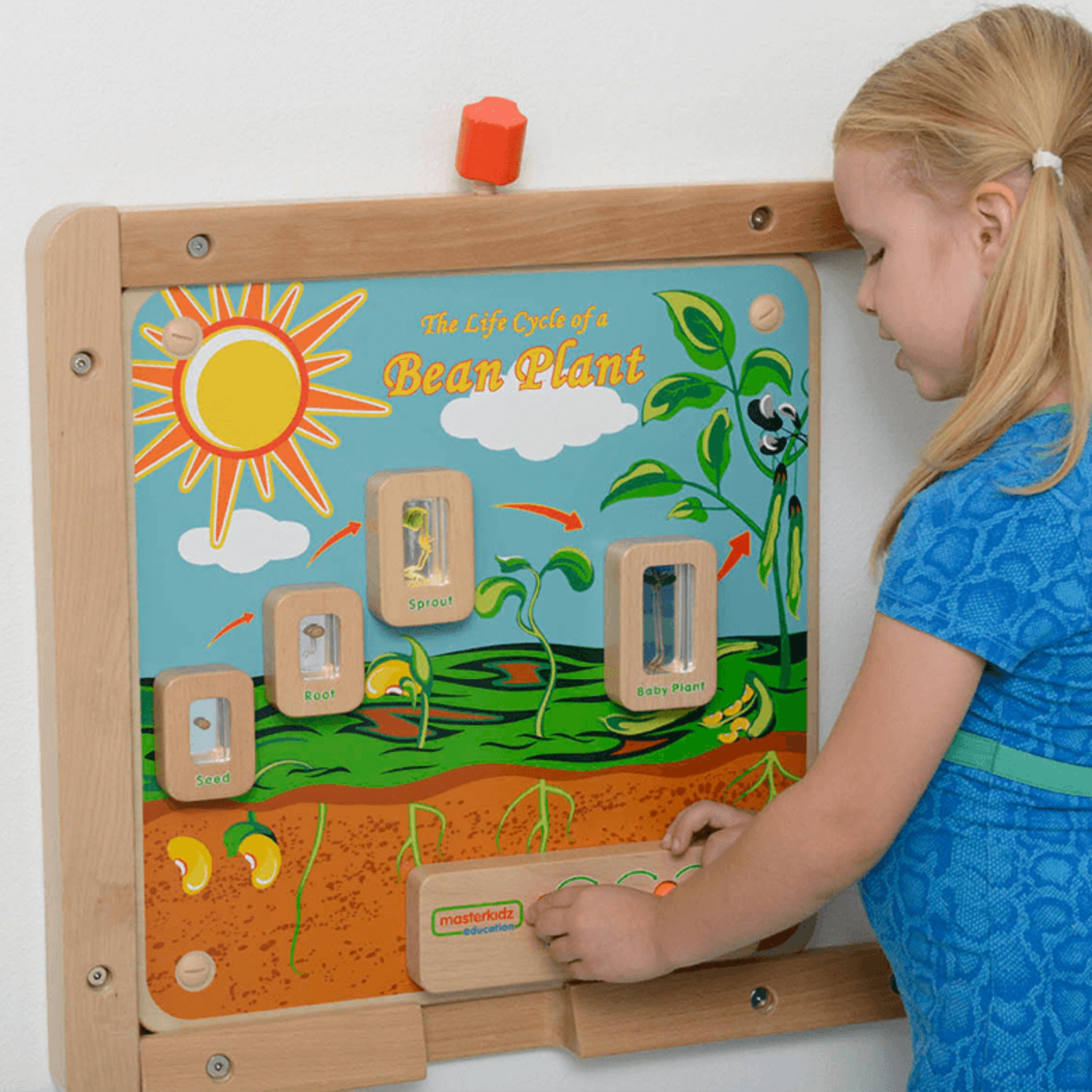 Light-Up Plant Life Cycle Stages Panel | STEM Biology Educational Learning Board for Kids
