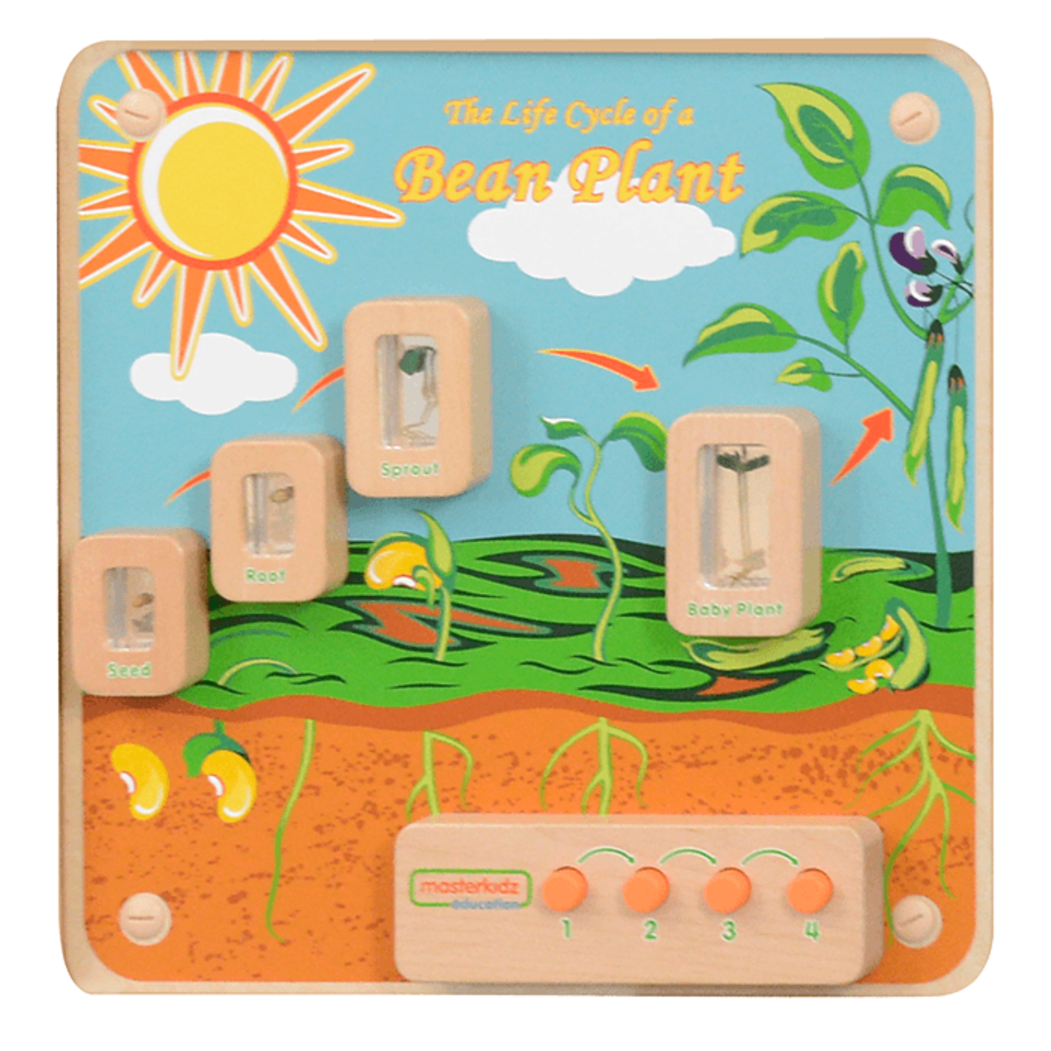 Light-Up Plant Life Cycle Stages Panel | STEM Biology Educational Learning Board for Kids