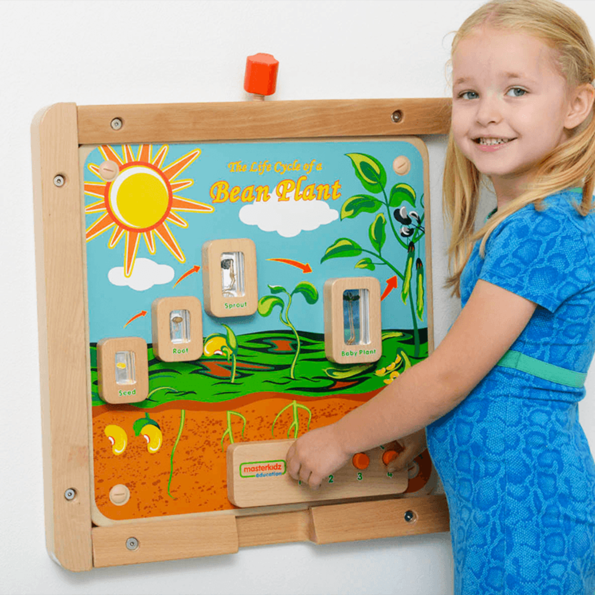 Light-Up Plant Life Cycle Stages Panel | STEM Biology Educational Learning Board for Kids