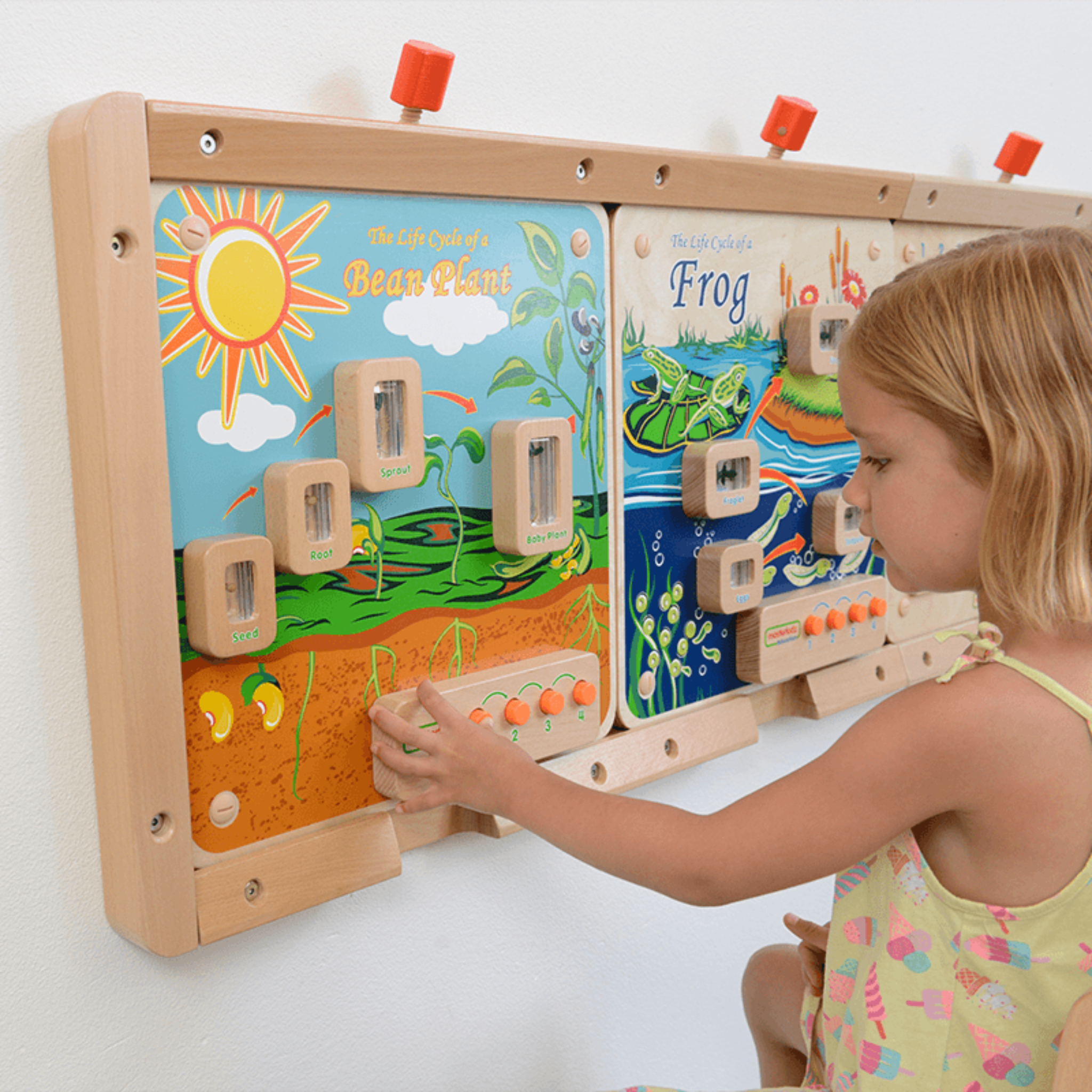 Light-Up Plant Life Cycle Stages Panel | STEM Biology Educational Learning Board for Kids