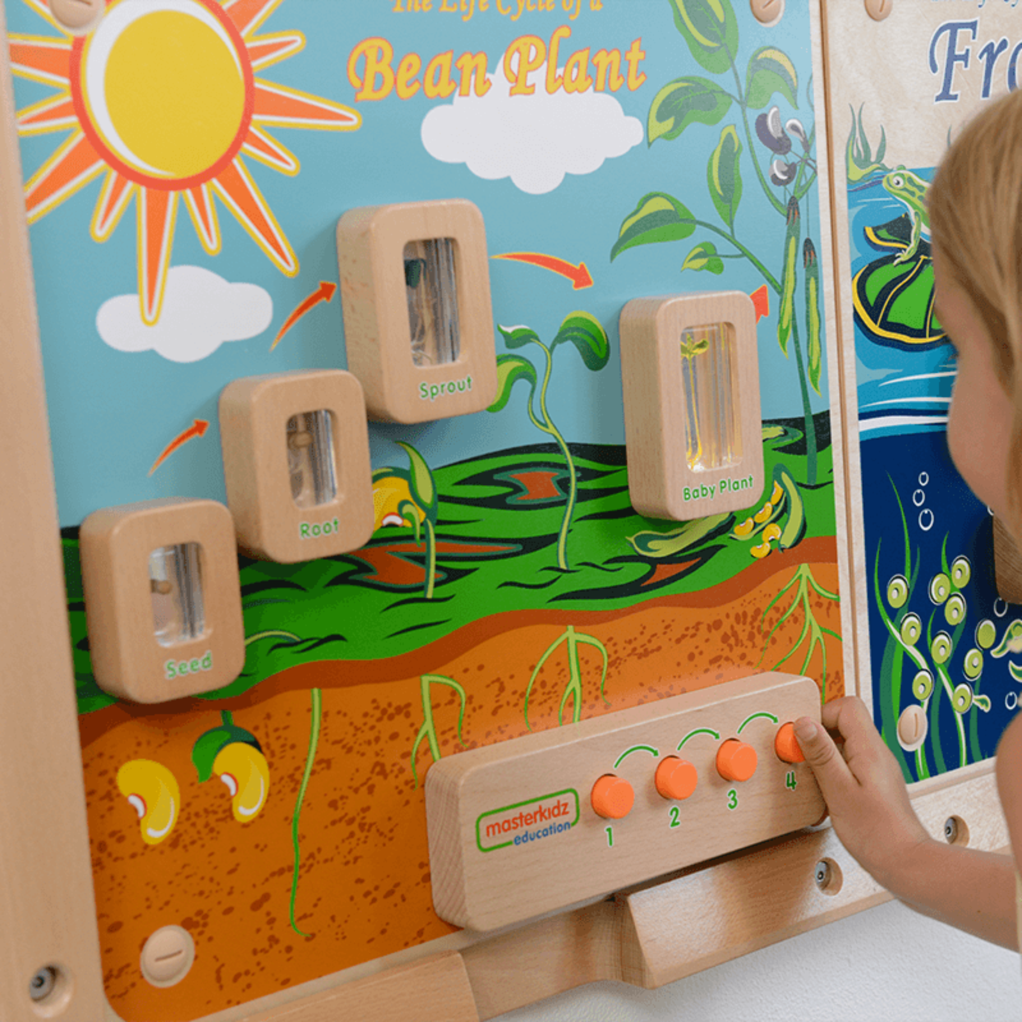 Light-Up Plant Life Cycle Stages Panel | STEM Biology Educational Learning Board for Kids