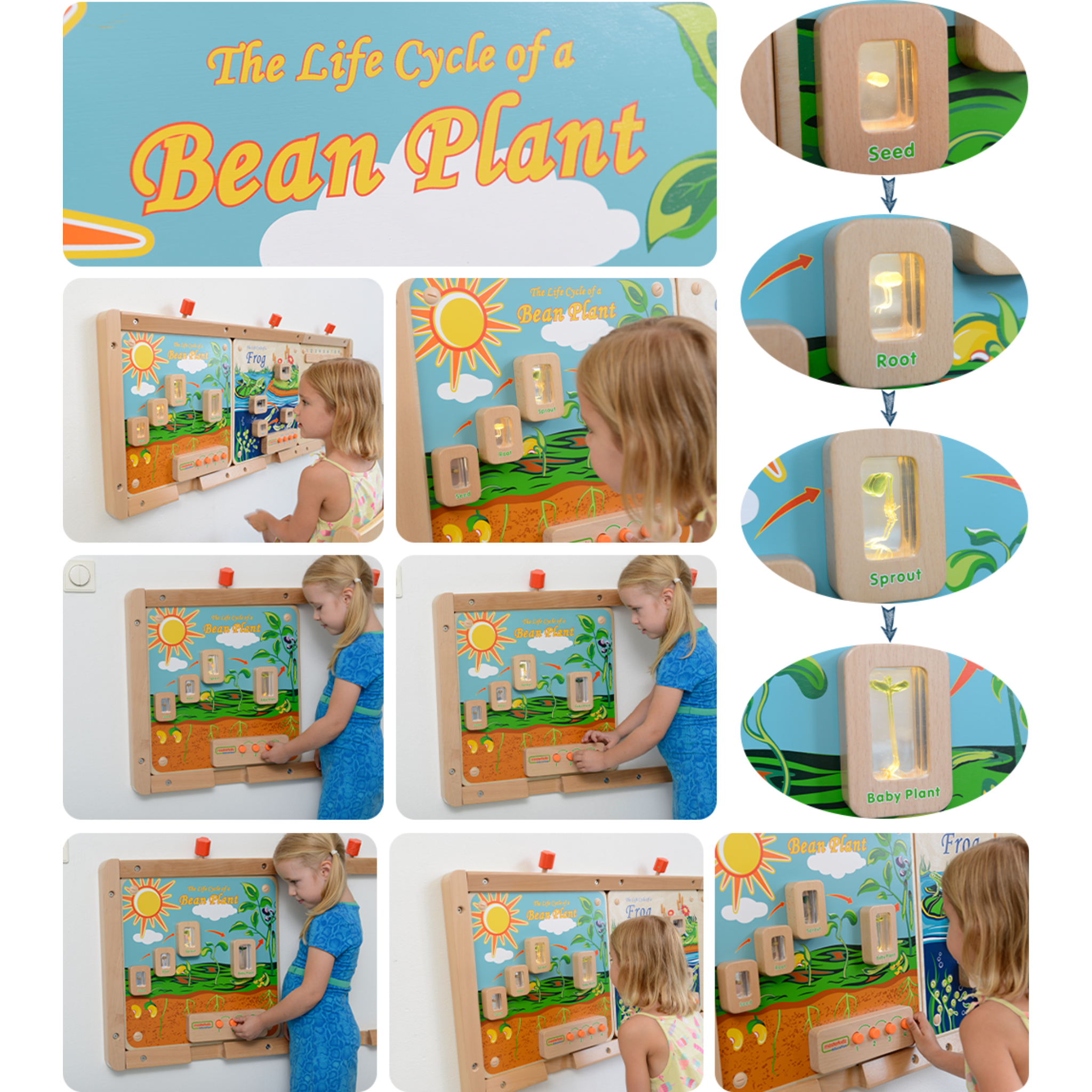 Light-Up Plant Life Cycle Stages Panel | STEM Biology Educational Learning Board for Kids