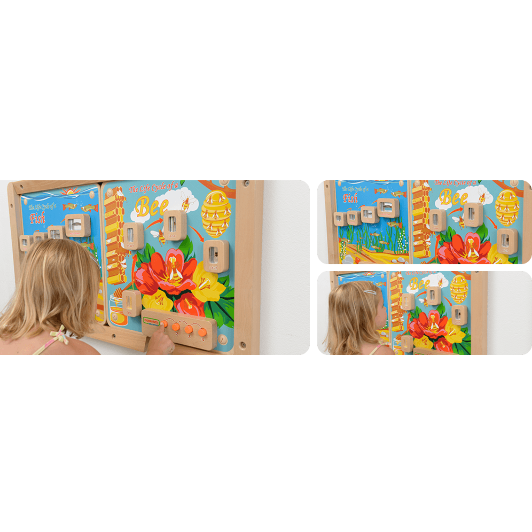 Light-Up Bee Life Cycle Panel | STEM Educational Biology Learning Board for Kids