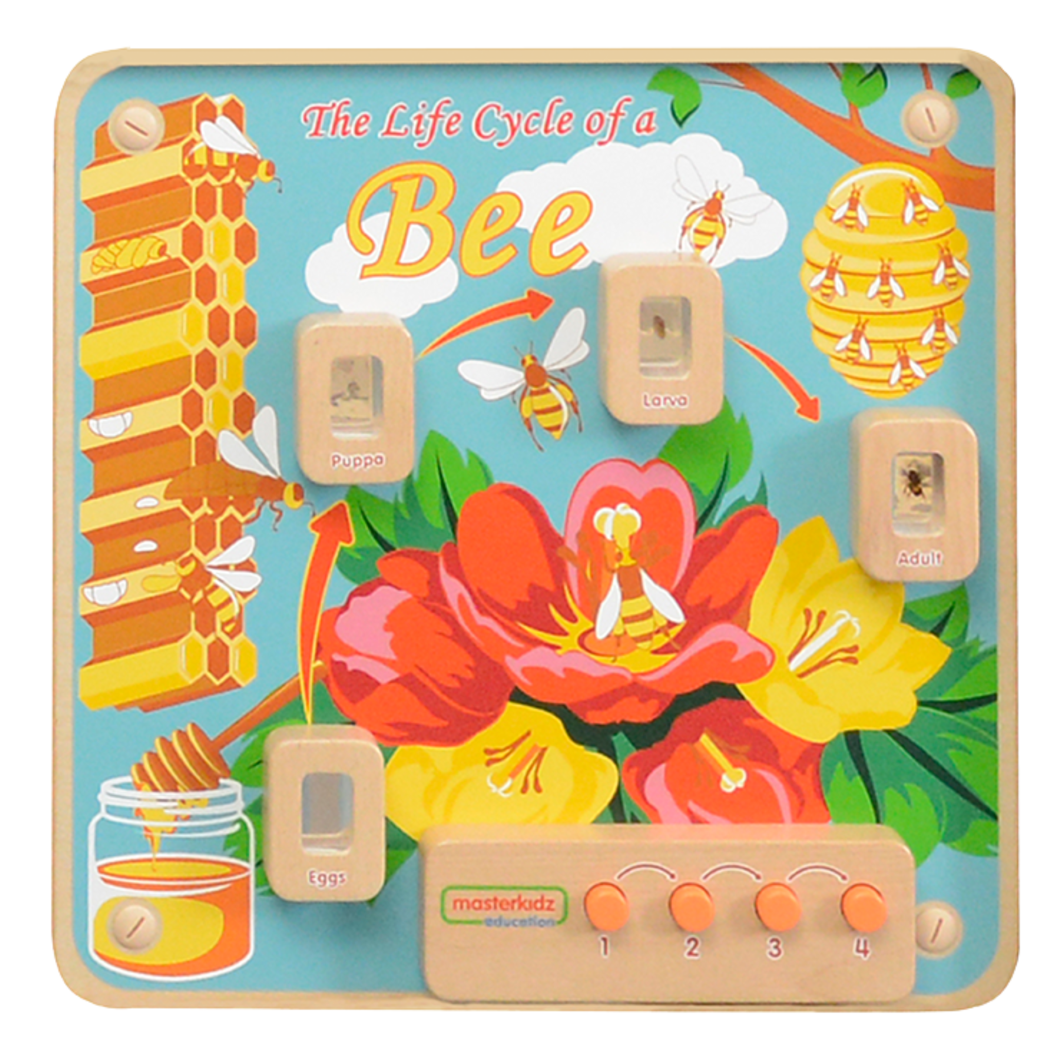 Light-Up Bee Life Cycle Panel | STEM Educational Biology Learning Board for Kids