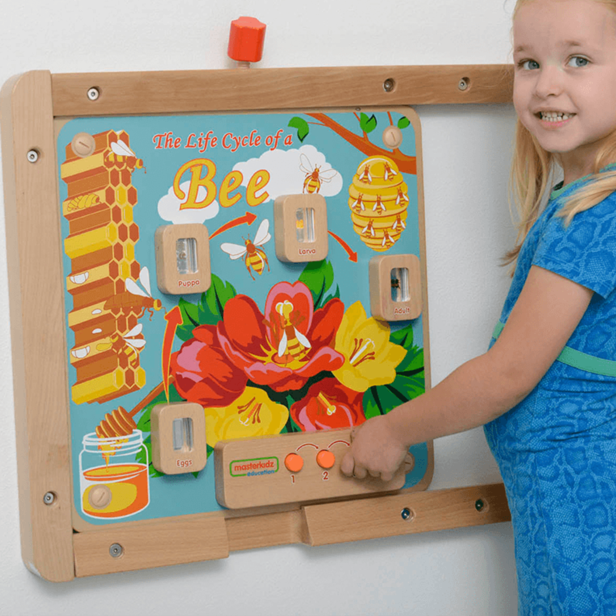 Light-Up Bee Life Cycle Panel | STEM Educational Biology Learning Board for Kids