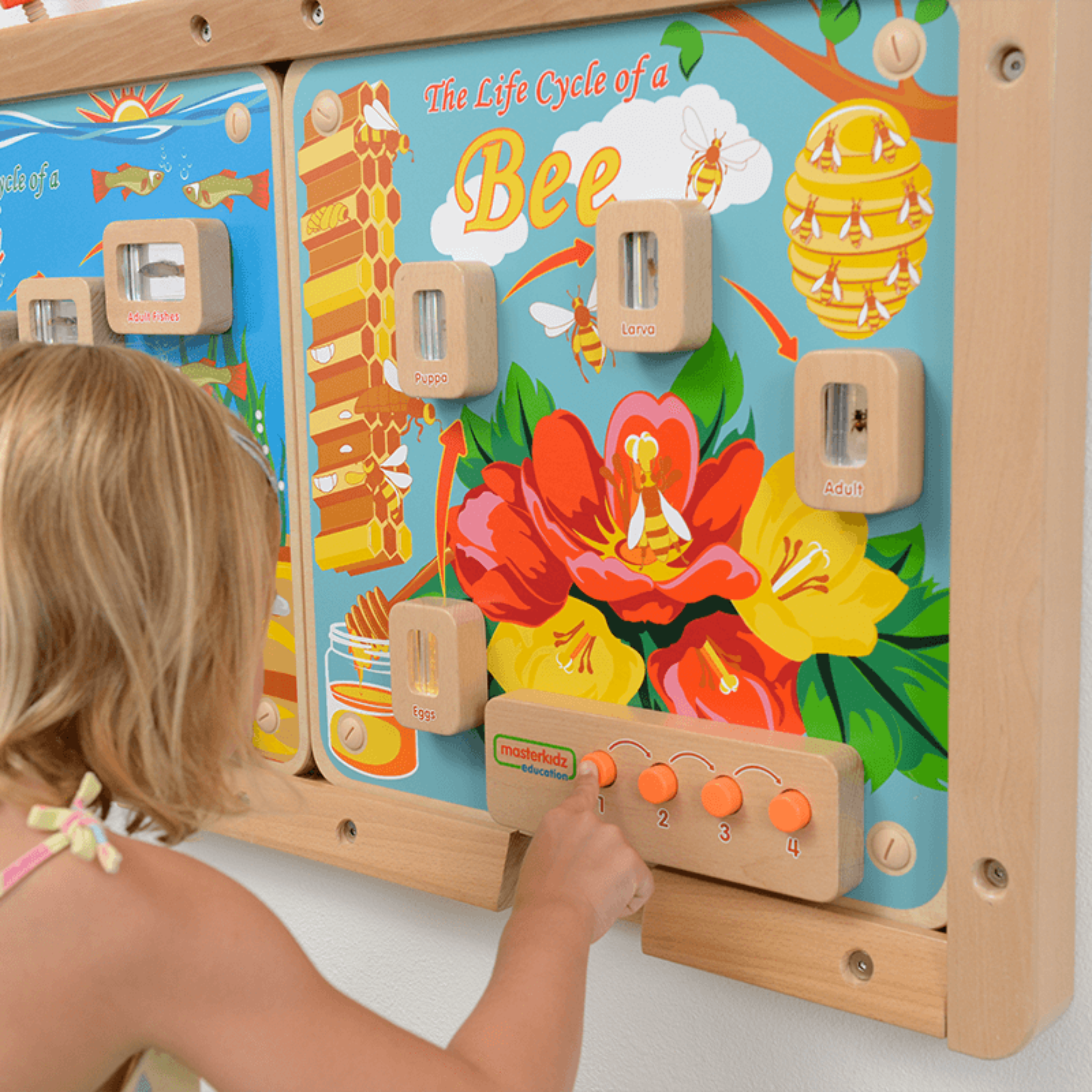 Light-Up Bee Life Cycle Panel | STEM Educational Biology Learning Board for Kids