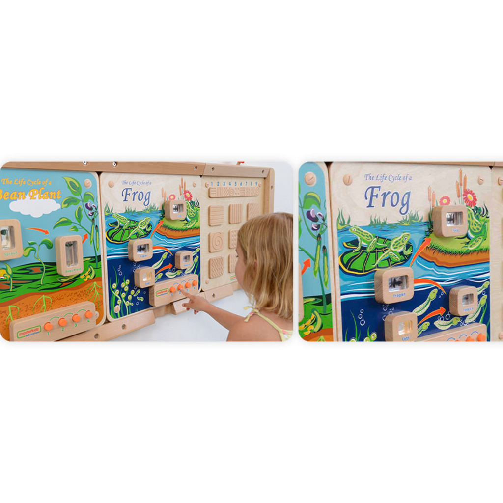 Light-Up Frog Life Cycle Panel | STEM Educational Biology Learning Board for Kids