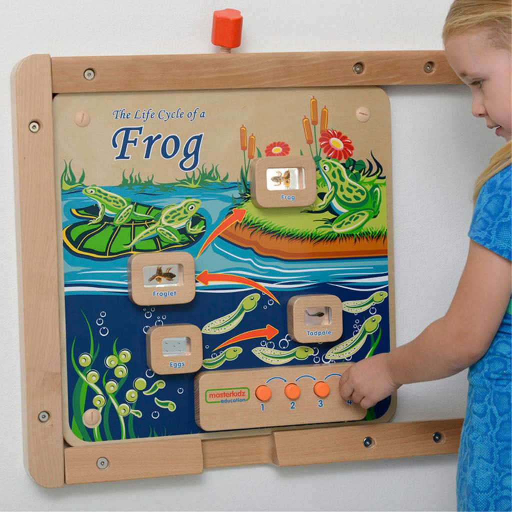 Light-Up Frog Life Cycle Panel | STEM Educational Biology Learning Board for Kids